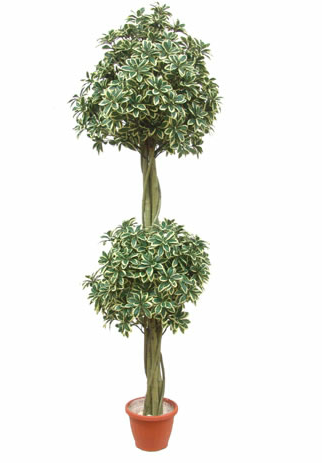 Plante - 606