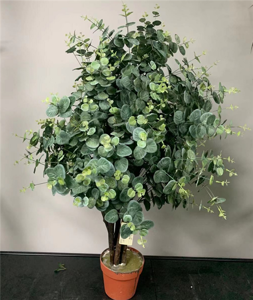 Plante "ZHAOCAI" - 569
