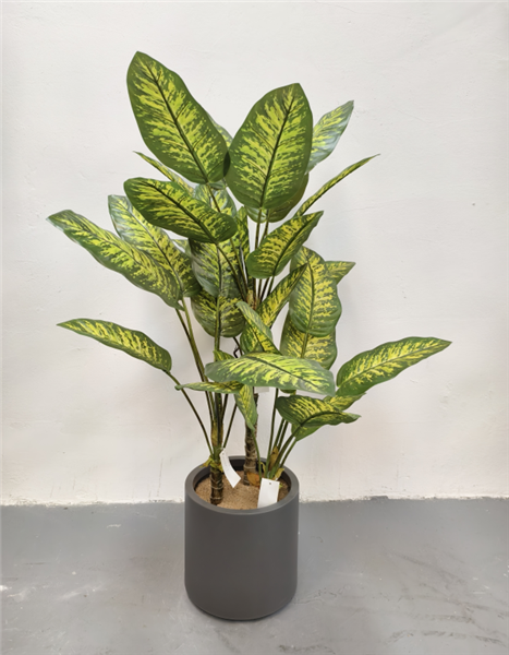 Plante Evergreen - 545