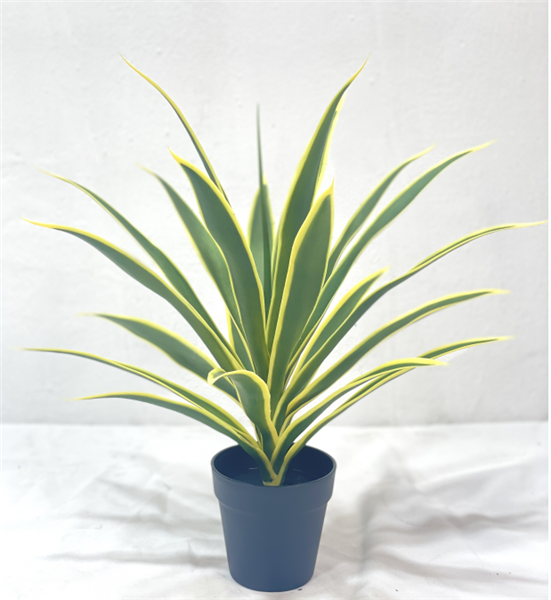 Plante Clivia - 514