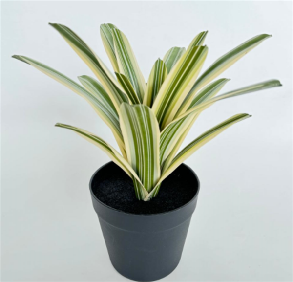 Plante Clivia - 453