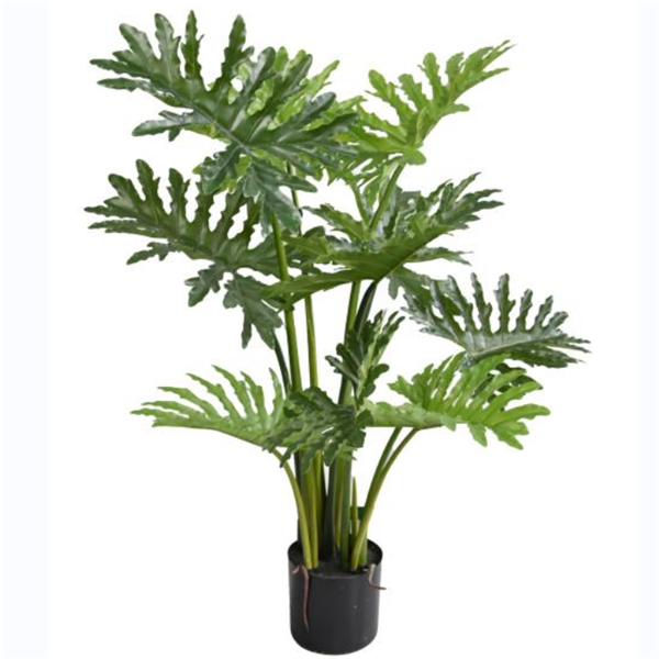 Plante Philodendron à feuilles divisées - 392