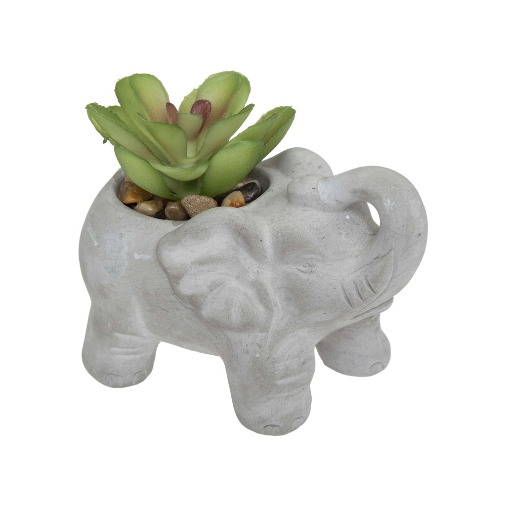 Plante éléphant gris h22 modèle 2