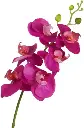 orchidée phalenopsis 82cms rosa