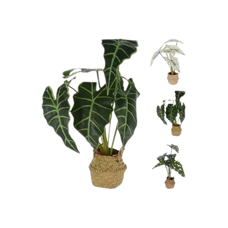 Plante  alocasia en panier 51cm