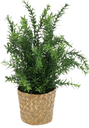 Deco plante artificielle 35cm - asparagus