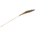 Herbe de pampa naturelle env 1.30m