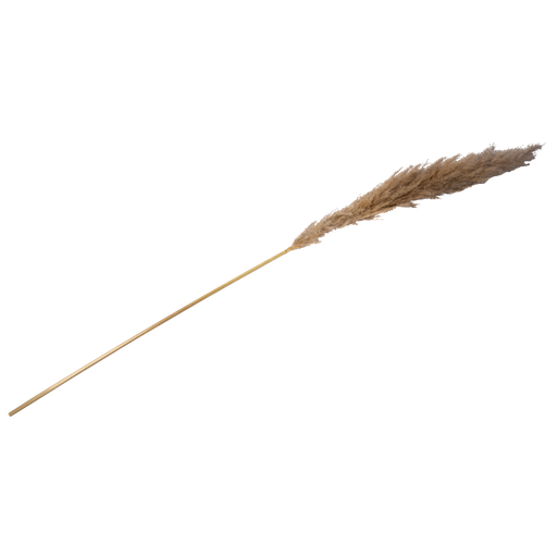 Herbe de pampa naturelle env 1.30m