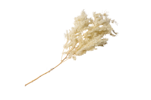 Branche de minis plumeaux naturels env 50cm