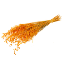 Bouquet d'avoine sechee moutarde en v 70cm - 50pcs