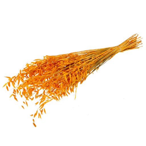 Bouquet d'avoine sechee moutarde en v 70cm - 50pcs