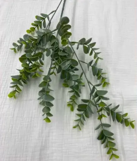 Eucalyptus plastique