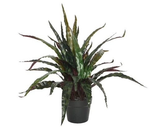 Pot de calathee plastique