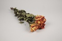 Rose fleur sechee orange