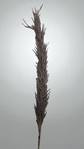 Herbe de la pampa sur tige plastique clr marron