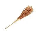 Bouquet de broom seche terracotta e nv 75 a 85cm 50g