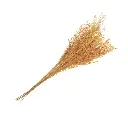 Bouquet de broom seche safran env 7 5 a 85cm 50g