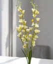 Tige oncidium blanc