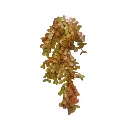 Plante Liane vert orange