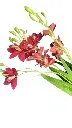 Bouquet d'orchidee  rouge