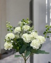 Bouquet d'horesias blanc