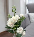 Bouquet d'horesias blanc/rose