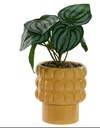 Plante en pot orange 9x9x19 cm