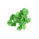 Petit bouquet monstera vert