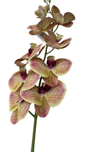 Orchidée 90cm coul bl/grenat