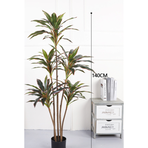 Pot noir cordyline