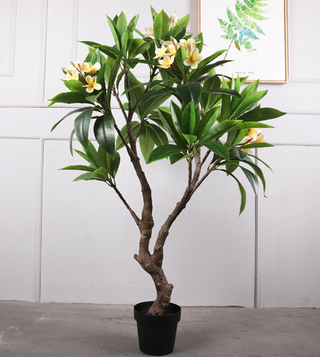 Plante en pot frangipanier qh51