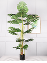 Plante en pot monstera qh52