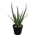 Pot noir aloe vera