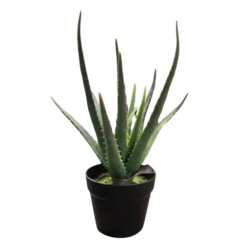 Pot noir aloe vera