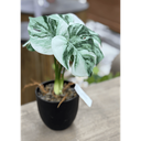 Fleur monstera blanc vert 30cm