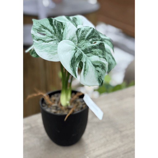 Fleur monstera blanc vert 30cm