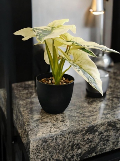 Fleur songe en pot noir jaune