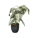 Fleur pot noir alocasia blanc vert et racines