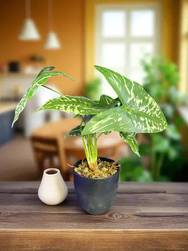 Fleur pot noir caladium et racines