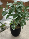 Fleur pot noir pittosporum - 2025