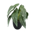 Fleur en pot noir calathea