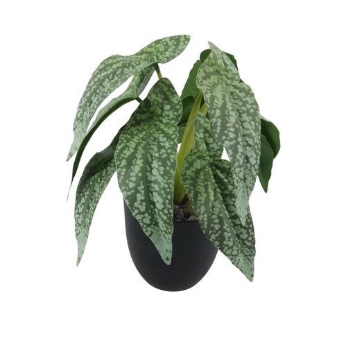Fleur en pot noir calathea