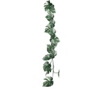 Fleur liane monstera blanc et racines