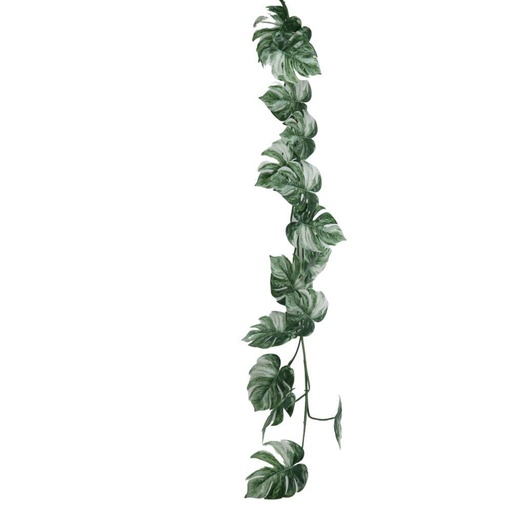 Fleur liane monstera blanc et racines