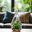 Terranium plante ike h19 cm - modèle 1