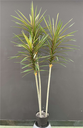 Plante Sago cycad - 491