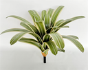 Plante Clivia - 446