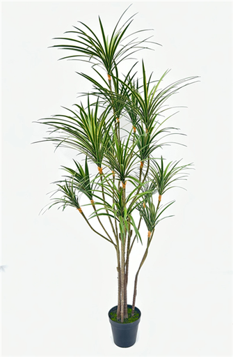 Plante Sago cycad - 439