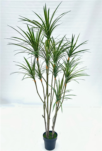 Plante Sago cycad - 422