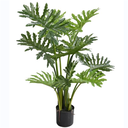 Plante Philodendron à feuilles divisées - 392